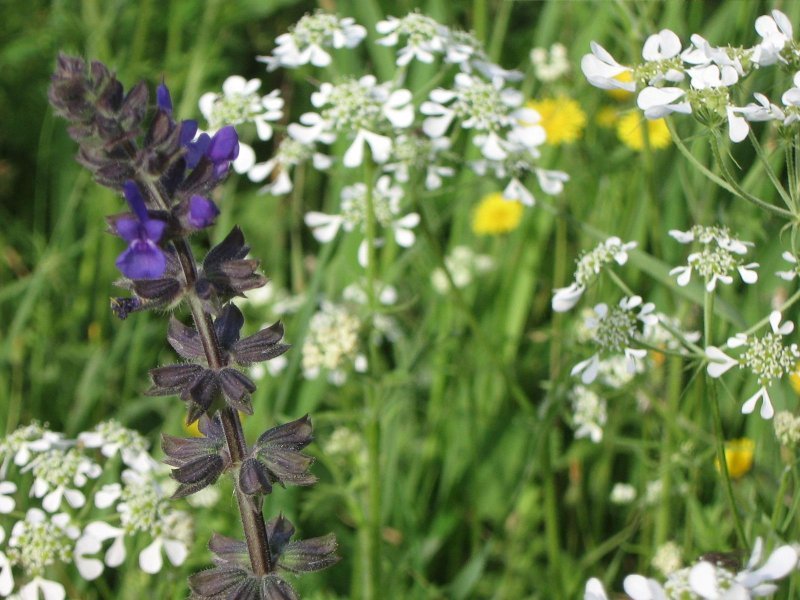 Ecologica wild flower meadows