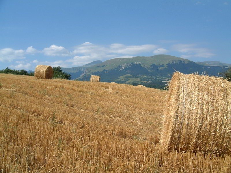 Cut hay in the Sibillini - Photo © Deborah Swain